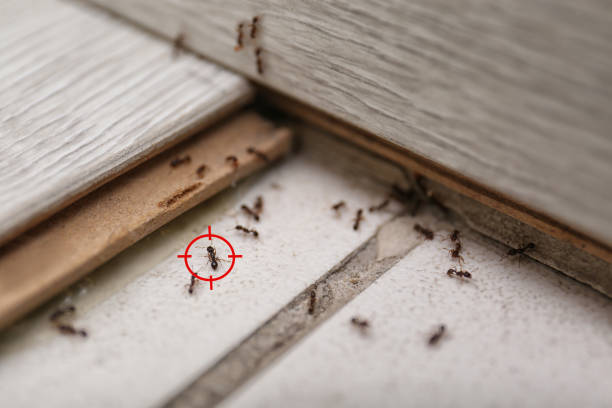 Best Pest Control Treatment  in Reno, TX